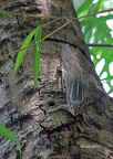 Indisches Palmenhörnchen (Funambulus palmarum)